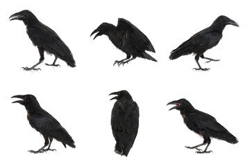 Collage with black ravens on white background