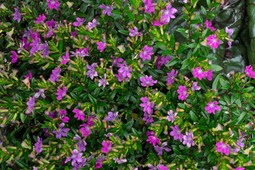 The Mexican Heather or Cuphea hyssopifolia, shown here in a French shrubbery, is native to Mexico and has become established in Hawaii where it is considered a pest.
