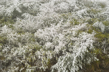 霧氷