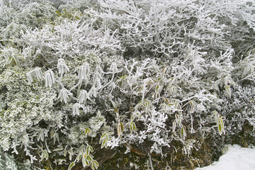 霧氷
