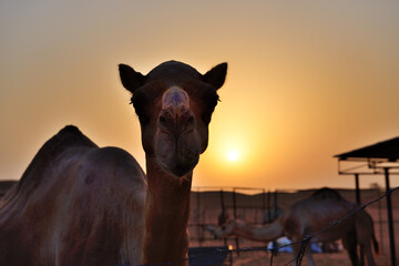 The camel is in desert during sunset, Dubai, UAE