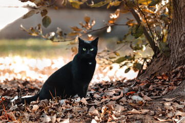 Black cat on the autumn lawn next to the tree. October