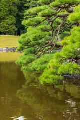 日本庭園にある池とそれに架かる松