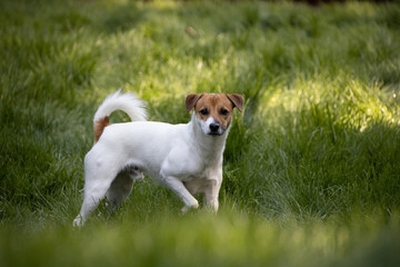 jack russell terrier