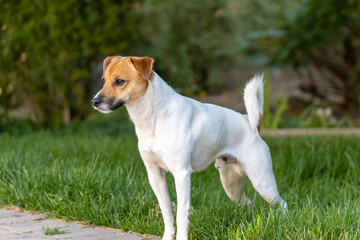 jack russell terrier dog