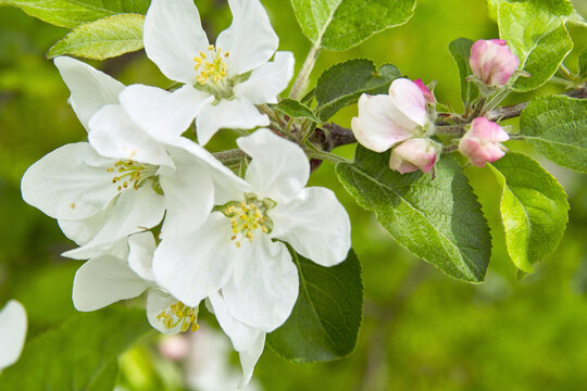 りんごの花 Images Browse 302 Stock Photos Vectors And Video Adobe Stock