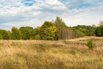 Fototapeta premium Field with yellow dry grass. Forest on the horizon. Blue sky with white clouds. Autumn wildlife landscape of Europe