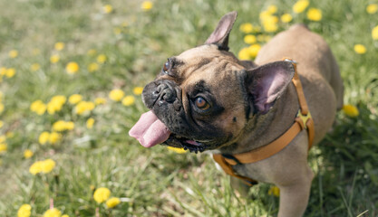 Smile face of french bulldog. French bulldog waiting to eat dog snack on grass.