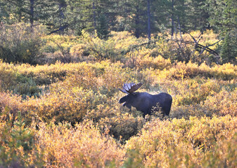 Bull Moose in Willows