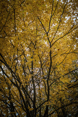 Obraz premium été indien