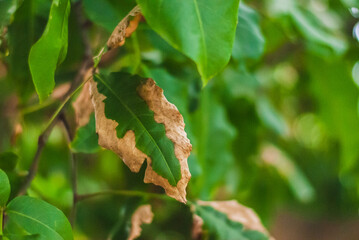 Naturaleza