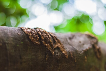 Obraz premium Naturaleza