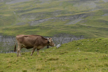 Kühe auf der alm