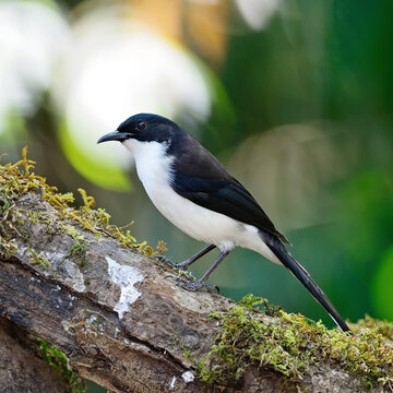 Dark-backed Sibia