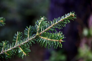 Illuminated fir branch detail in the dark pine forest in background 