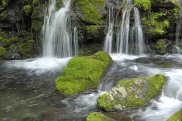 Fototapeta premium 湧水