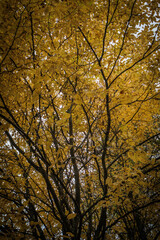 Fototapeta premium été indien