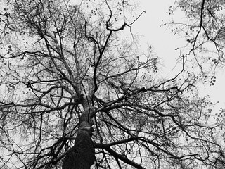 Trees from below. Black and white forest silhouette