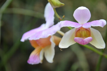 Obraz premium purple iris flower