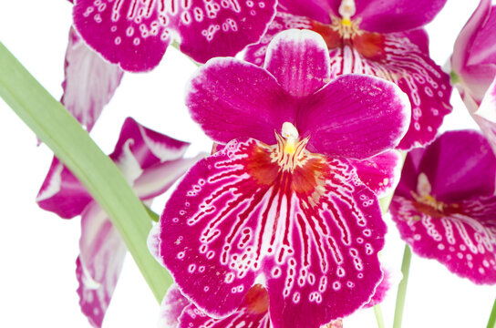 Pansy Orchid - Miltonia Lawless Falls 