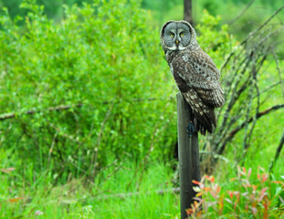 Great Grey Owl sitting on fence post at dusk on farm in Alberta