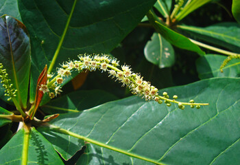 Malabar almond flowers on tree (Terminalia catappa)