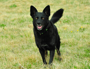 Amazing brown eyes of this black shepherd dog on hillside at city dog off leash park 