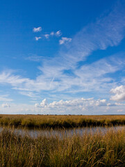 Savannah Grasslands on the way to Tybee Island in Georgia.