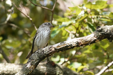 red streaked flycatcher on branch