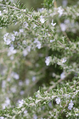 花が咲いたローズマリー