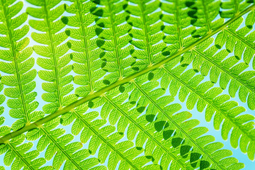 Green leaf of fern in the sun. Fern Leaves Ecology Concept. Green ecological wildlife concept...