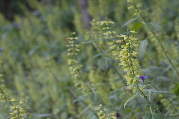 黄色い花が咲くサルビア
