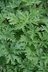 ローズゼラニューム