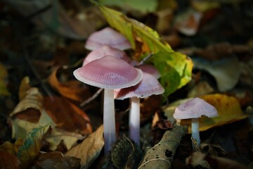 Rosa Rettich-Helmling