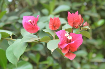 pink hibiscus flower