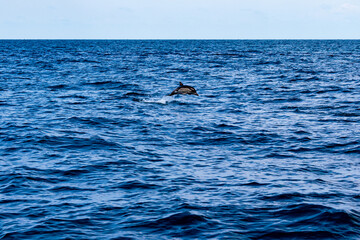 Naklejka premium Dolphins jump into the sea. Underwater world.