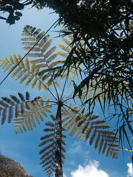 Jungle Palm tree, Borneo