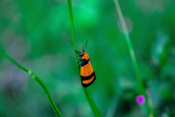 Naklejka premium Lo bello de la naturaleza está expresada desde lo mas pequeño hasta lo mas grande!!