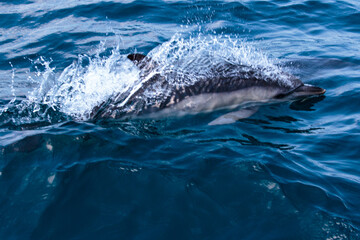 Dolphins jump into the sea. Underwater world.