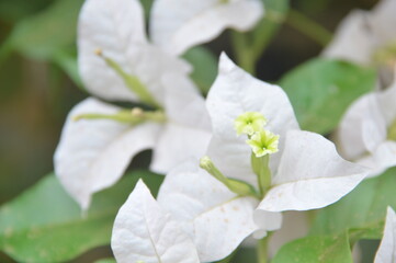 white flowers in the garden