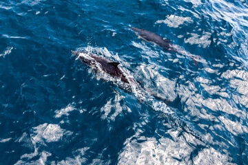 Fototapeta premium Dolphins jump into the sea. Underwater world.