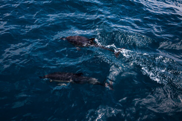 Dolphins jump into the sea. Underwater world.