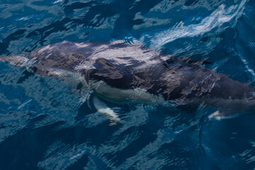 Fototapeta premium Dolphins jump into the sea. Underwater world.
