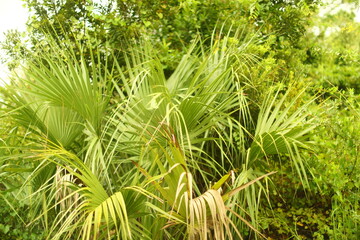 Saw Palmetto or Serenoa repens palm native Florida tropical wild shrub