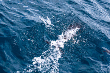 Fototapeta premium Dolphins jump into the sea. Underwater world.
