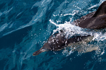 Dolphins jump into the sea. Underwater world.