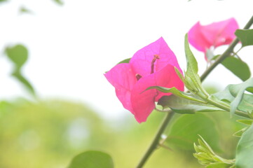 pink and white tulips