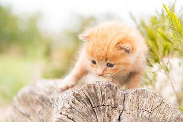 young tabby kitten playing in the garden © Luis Carlos Jiménez