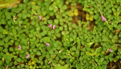Florida Beggarweed - Desmodium tortuosum, summer annual green ground covering with tiny purple flowers
