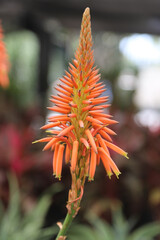 orange flower in the garden